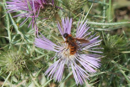 Dasyscolia ciliata